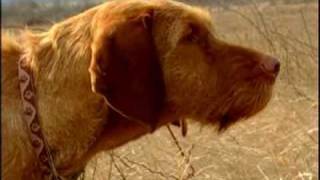 Zoldmali Iris the Wirehaired Vizsla and the quail [upl. by Odarbil]