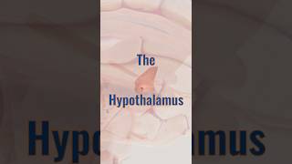 The Hypothalamus neuroanatomy neuroscience brainpart [upl. by Ralat]