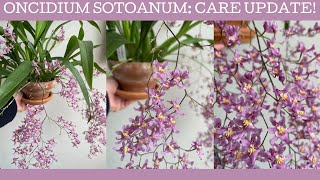 Oncidium sotoanum care update [upl. by Steep24]