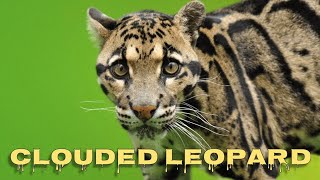 Clouded leopard sounds [upl. by Ahsilav]