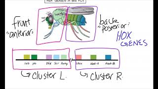 What are homeobox genes [upl. by Giorgia]