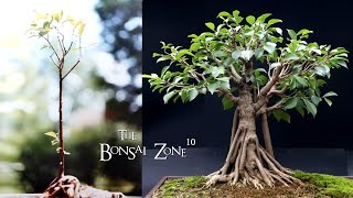 31 Years of My Ficus microcarpa The Bonsai Zone Dec 2023 [upl. by Neelloj464]