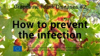 Grapevine trunk diseases 2  How to prevent the infection [upl. by Nodnart]