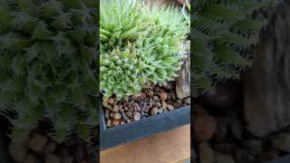 Haworthia arachnoidea recovery progress  how it started 122021 vs how its going [upl. by Paik]