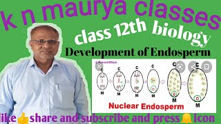 Development of Endosperm Class 12 level [upl. by Aneleve373]