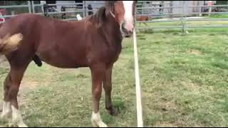 His first time with a rope  Baby horse lessons [upl. by Durno12]