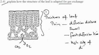 241 Adaptations of the leaf for Gas Exchange [upl. by Wincer367]