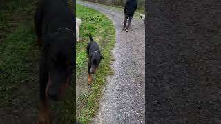 Encore des copains  🫶🏻 dog chiens love bergeraustralien yt doglover copain ytshots happy [upl. by Selrhc]