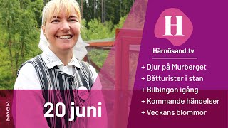 Härnösandtv  20 juni 2024 [upl. by Lemon726]