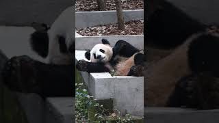 The Adorable Moment a Giant Panda Wakes Up from Its Nap [upl. by Hersh]