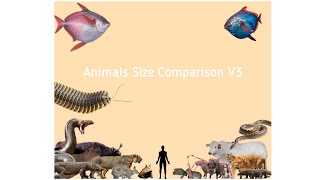 Animals Size Comparison V3 [upl. by Raquel827]