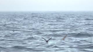 Matsudairas StormPetrel Off Iwate Japan June 30 2018 [upl. by Whitten957]