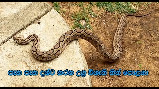 Russells Viper  high venomous snake [upl. by Einra]