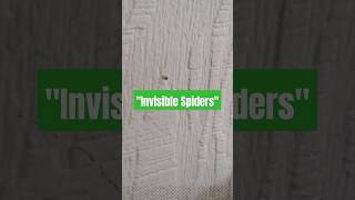 Cellar Spiders AKA Vibrating Spiders Rapidly move and gyrate in web so fast they seem to disappear [upl. by Myles]