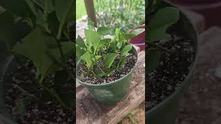 My attempt to root citrus [upl. by Llebasi]