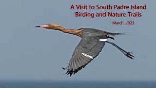 A Visit to South Padre Island Birding and Nature Trails March 2023 [upl. by Aken]