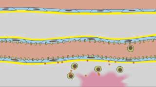 3 7 Leukocyte Rolling [upl. by Ecirtnom]