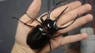 Chalcosoma caucasus  Rhinoceros Beetle  Nashornkäfer [upl. by Cate]