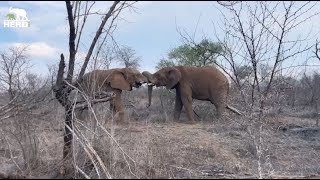 Drama Between the Elephant Bulls amp A Python Encounter in the Bush 🐘 [upl. by Aivek]