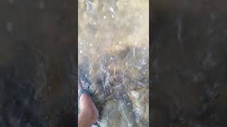 Fishing Meandering River fishing vuralvideo shorts [upl. by Vijar]