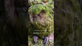 Kakapo  New Zealands Remarkable Night Parrot [upl. by Araes]