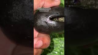 Ganesh shaligram  Nepal gandki nadishortsyoutubeshortsviralvideo [upl. by Diver]