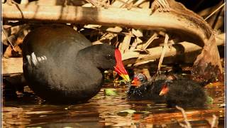 Common Moorhen call [upl. by Ymiaj]