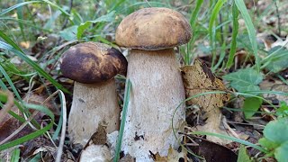 PORCINI AEREUS  AESTIVALIS ED OVOLI NELLA MACCHIA‼️ 🍄‍🟫🤙 [upl. by Asilegna754]