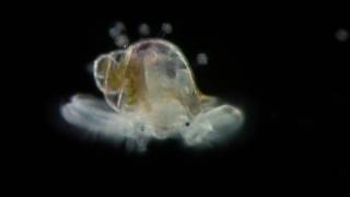 Veliger  planktonic larva of many kinds of molluscs [upl. by Ventura]