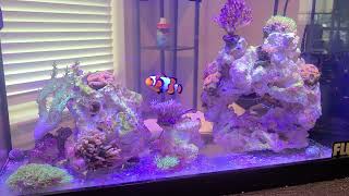 Fluval EVO 5 Gallon Nano Reef Update [upl. by Anialam]