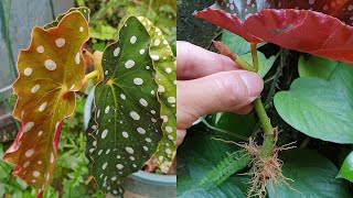 How to grow Begonia plant from cuttings [upl. by Assilim]