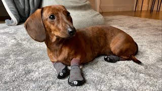 Mini dachshund tries new winter boots [upl. by Kasey]