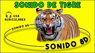 SONIDO DE TIGRE – SONIDO DE ANIMALES – efecto de sonido [upl. by Kenrick]