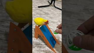 Çikonun eğitimi ☺️ birds parrot funny parot animals viralvideo pets shorts shortvideo fyp [upl. by Delilah]