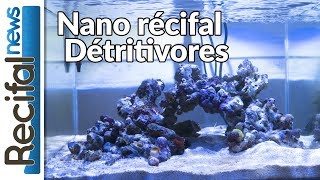 VLOG4 Axel  les détritivores pour aquarium récifal nano [upl. by Nahama]