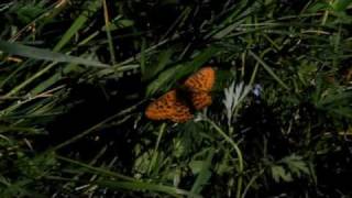 Bogd Khan Uul nature reserve focus of a new World Bank conservation project [upl. by Cirdek140]