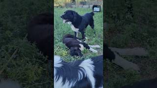 Greek shepherd Vs karakachan shepherd puppy doglover σκύλοσ carnilove ktenasgroup [upl. by Nimzaj]