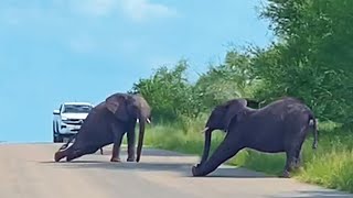 Elephants Put on Circus Show in the Road [upl. by Kina]