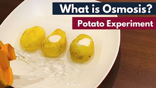 Osmosis What is Osmosis  Definition  Osmosis using Potato  Biology [upl. by Swenson]