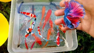 Unboxing Betta Fish Glowfish Goldfish Redfin Guppy and ornamental fish 810 minutes [upl. by Bianchi]