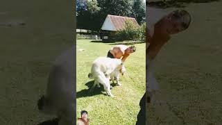 Tug of war game 😃😃😃 highlights shorts viralvideo [upl. by Yorztif]