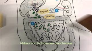 Enzymatischer Abbau von Kohlenhydraten Proteinen und Fetten im menschlichen Körper [upl. by Kristien]