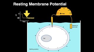 Resting membrane potential [upl. by Pauli580]