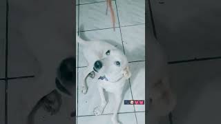 pets Dorinha e belinha Fisioterapia da Dorinha tentando pra ela saltar [upl. by Madalena]