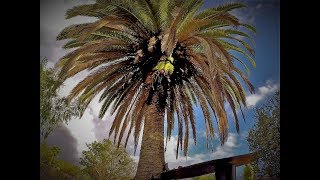 poda de palma Phoenix Canariensis [upl. by Anilocin57]