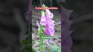 5 plantes mortelles à ne pas manger  jardin nature plante [upl. by Ain]