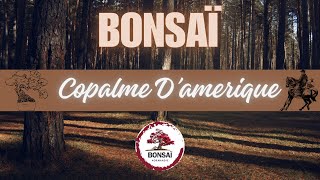 BONSAÏ 🌳 LE COPALME D’AMÉRIQUE [upl. by Asilet]