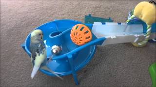 Different techniques that a budgie uses to retrieve his toy [upl. by Pero]