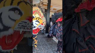 Barongan kuning vs barongan hitam [upl. by Namaan]