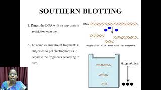 Blotting Techniques  VHNSNCollege Autonomous [upl. by Dana]